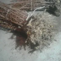 فروش مستقیم نهال زرشک و عناب خراسان جنوبی .