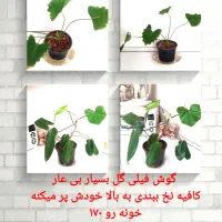 گل های آپارتمانی|گل و گیاه طبیعی|نیشابور, خیام|دیوار