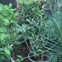 باغ-دهنو