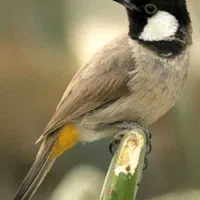 قناری خانگی دو ساله