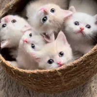 گربه اسکاتلندی/گربه وروجک و معروف اسکاتلندی|گربه|تهران, جنتآباد شمالی|دیوار