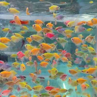 انواع ماهی زینتی|ماهی|مشهد, حسابی جنوبی (شهرک غرب)|دیوار