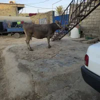 یک گاو آبستن نزدیک به زایمان
