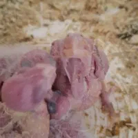 عروس سرلاکی