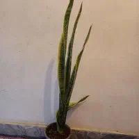 4شاخه گل زیپلین باکلی پاجوش|گل و گیاه طبیعی|بروجرد, |دیوار