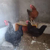 مرغ تخم گذار