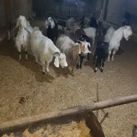 تعدادی بز پاکستانی وبز شهرکردی ودورگ