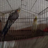 عروس هلندی