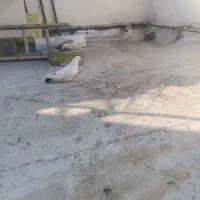 با سلام خدمت دوستان|پرنده|اصفهان, محمودیه|دیوار