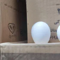 نیازمند به یک بازاریاب و توزیع پخش تخم مرغ