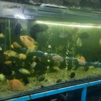 اکواریوم و ماهی
