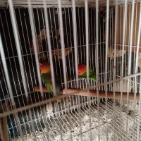 عروس هلندی و کوتوله|پرنده|مشهد, شهرک مهرگان|دیوار