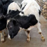 گوساله فروشی