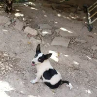 پاکوتا سرابی|سگ|آذرشهر, |دیوار
