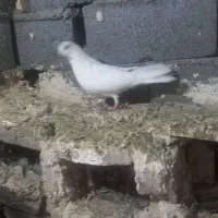 کبوتر سالم سرحال پرشی|پرنده|طرقبه, |دیوار