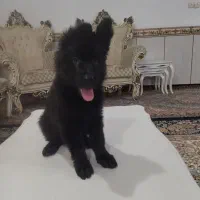 سگ ژرمن بلک مو بلند