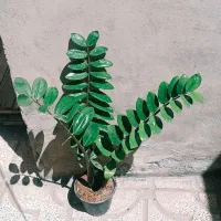 گل و گیاه طبیعی