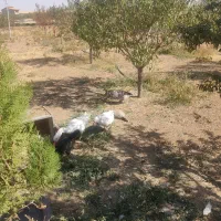 مرغ وغاز|حیوانات مزرعه|قروه, |دیوار
