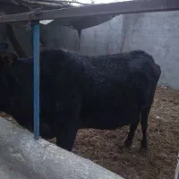 ۶عدد گوساله ماده ویک  گاو محلی ۷ماه آبستن|حیوانات مزرعه|قنوات, |دیوار