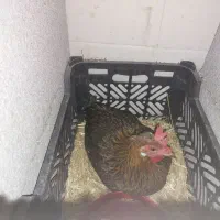 مرغ کرچ،مرغ تخمگذار،تخم مرغ،مرغ عشایری،کرچ