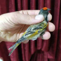 گلبسر نر زعفرانی|پرنده|مشهد, انصار|دیوار