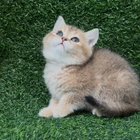 گربه بریتیش|گربه|کرج, عظیمیه|دیوار