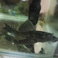 آگواریوم با وسایل