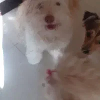 سگهای پاپی۶۰۰|سگ|خمینیشهر, |دیوار