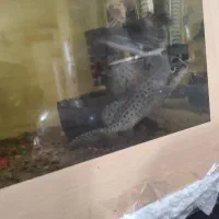 یک عدد ماهی کت وارونه|ماهی|رشت, حومه رشت|دیوار