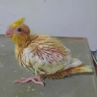 عروس هلندی سرلاکی