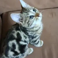 گربه گمشده ، بهارستان اصفهان