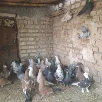 پرنده|پرنده|اهواز, بیست متری شهرداری|دیوار