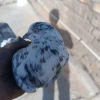 کفتر گم شده