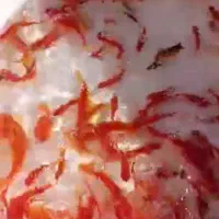 ماهی قرمز|ماهی|اصفهان, چرخاب|دیوار