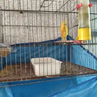 قناری طلایی نر مست