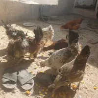تعدادی مرغ و خروس رسمی اصل|حیوانات مزرعه|قم, شهرک امام حسین|دیوار