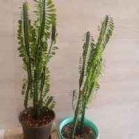 فروش گل افوربیا