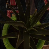 گل‌و‌گیاه‌طبیعی‌|گل و گیاه طبیعی|بروجرد, |دیوار