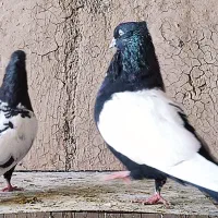 سینه سیاه نر  کبوتر رنگی|پرنده|اهواز, بهارستان|دیوار