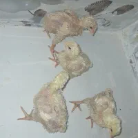 جوجه مرغ یکماهه