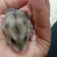 همستر دستی خانگی