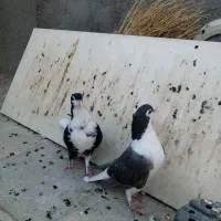 ساده کاکلی|پرنده|بردسکن, |دیوار