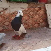 کبوتر طوقی نر