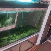 اکواریوم بزرگ و تمام وسایل ها|ماهی|زنجان, |دیوار