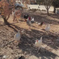 مرغ و خروس جوجه