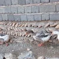 اوردک و غاز محلی|لوازم جانبی حیوانات|دیواندره, |دیوار