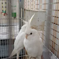 عروس هلندی البینو|پرنده|اهواز, اسلام آباد شرقی|دیوار