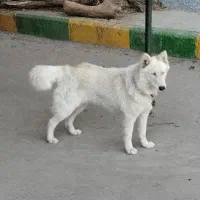 سگ هاسکی