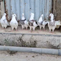 طوقی|پرنده|چوار, |دیوار