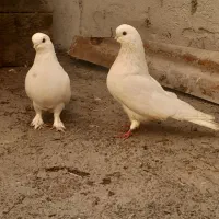 کبوتر لانگ فیس